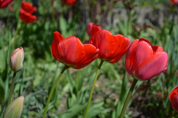 Obraz premium red tulip in the garden close up