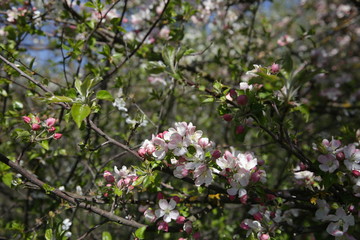  blooming apple tree in spring in the garden