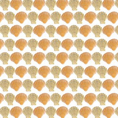 Fototapeta premium sea shells background isolated