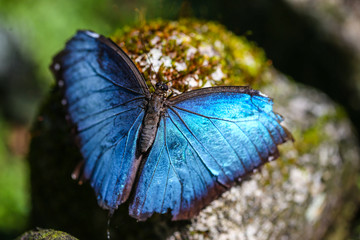 blue butterfly on stone