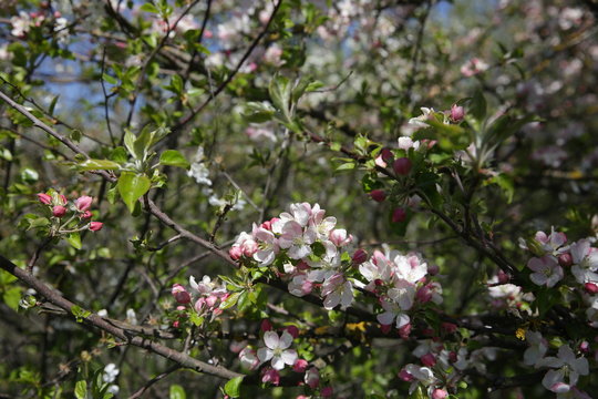 blooming apple tree in spring in the garden © Irina Tarzian