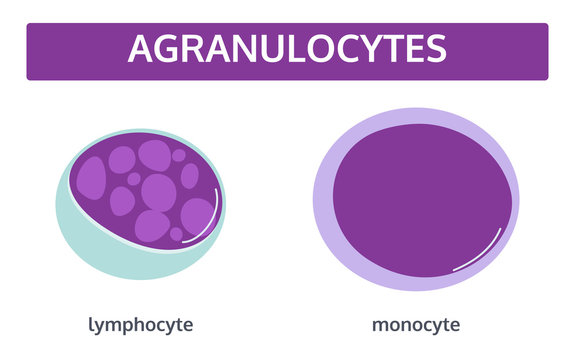 Vector set of white blood cells - agranulocytes: monocyte and lymphocyte in flat style. Medical concept.