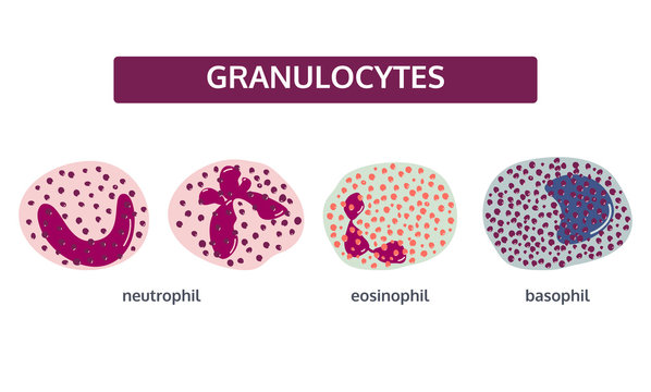 Vector set of white blood cells - granulocytes. Basophil; eosinophil; and neutrophil. Medical concept in flat style on white background.