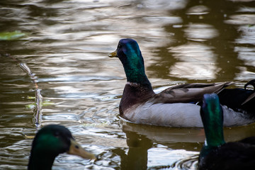 Mallard ducks (Anas platyrhynchos) or wild ducks by the small pond
