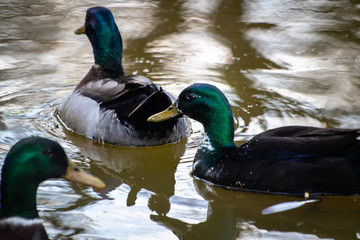 Mallard ducks (Anas platyrhynchos) or wild ducks by the small pond
