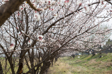 Blossoming apricot tree outdoor photo for graphic and web design, for website or mobile app.