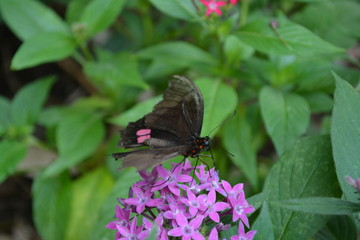 Butterfly on a flower