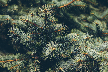 Spruce branches closeup spring in the park