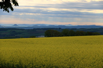 Blossoming rapeseed field in Saxony, Germany