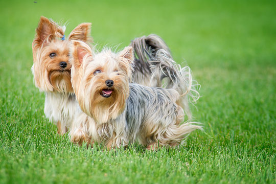Two dogs breed "Yorkshire Terrier" on a walk in the park on a summer day