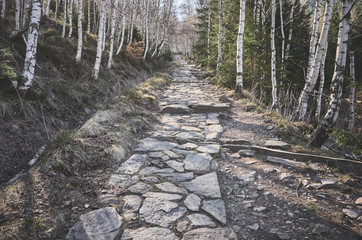 Hiking stone path in a mountain forest, color toning applied, Karkonosze National Park, Karpacz,...