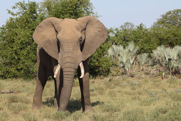 Obraz premium Słoń afrykański / słoń afrykański / Loxodonta africana