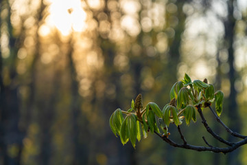 Młode kwiaty kasztanowca na tle zachodzącego za drzewami słońca