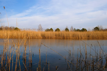 Lake overgrown with cane in spring in Ukraine. Ukrainian nature.