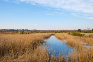 Fototapeta na wymiar Wetland area in spring in Ukraine.