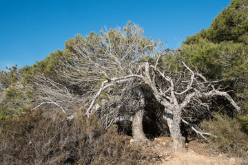 Windswept pine trees