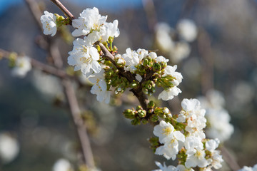 Cherry Tree Blossom