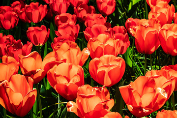 Beautiful red tulips in sunny weather in Holland