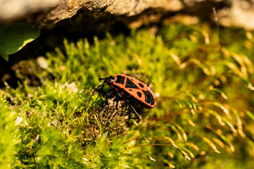 Fototapete bei efototapeten.de bestellen   
