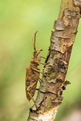 Blackspotted Pliers Support Beetle Rhagium mordax in Czech Republic