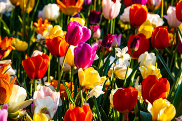 Beautiful mixed tulips in sunny weather in Holland