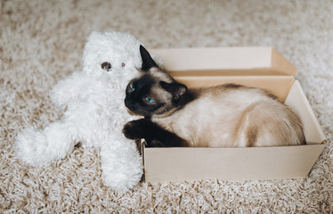 A sleepy, brown Siamese cat lies in a cardboard box on a woolen floor with a teddy white bear. Cat...
