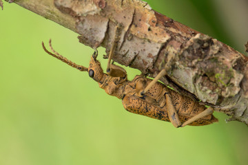 Blackspotted Pliers Support Beetle Rhagium mordax in Czech Republic