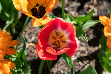 Spring Flowers 