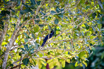 Plush-crested jay (Cyanocorax chrysops) in a tree