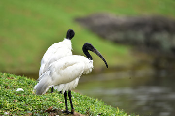 The black-headed Ibis has a long, crooked black beak without feathers