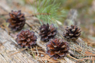 pine cones lie on a log