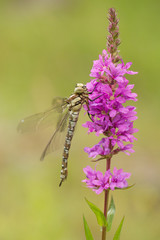 Female southern hawker, Aeshna cyanea, dragonfly just emerged from the nymph-cuticle in Czech Republic