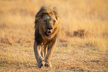 Obraz na płótnie Canvas Lone lion male walking through dry brown grass hunt for food