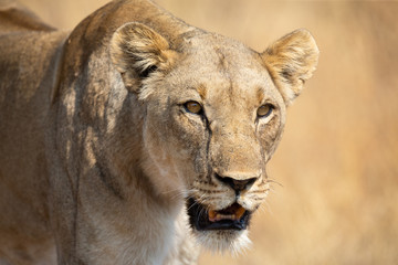 Fototapeta na wymiar Lone lioness walking through dry brown grass hunt for food