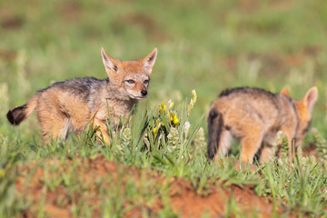 Two Black Backed Jackal puppies play in short green grass to develop skills