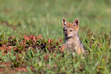 Obraz premium Lone Black Backed Jackal pup sitting in short green grass explore the world