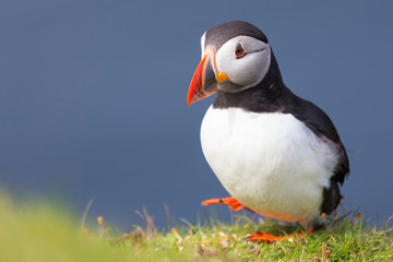 Puffin on Shetland Island resting on green grass of a sea cliff