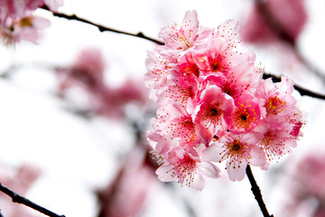 Festival das Cerejeiras