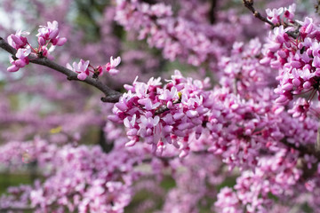 Obraz premium Spring Flowers 