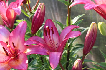 lily flower