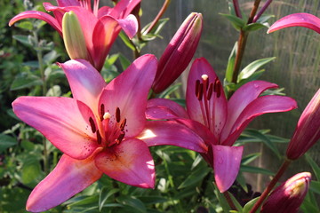 lily flower