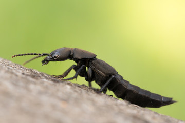 The Devil's coach-horse beetle Ocypus olens in Czech Republic
