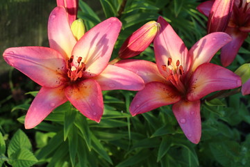 lily flower