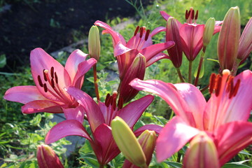 lily flower