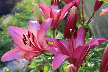 lily flower