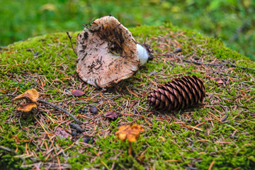 Forest mushroom lies on mossy stump close-up.