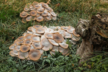 Fototapeta premium Pilz Winterrübling, Flammulina velutipes