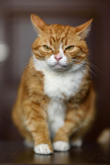 Obraz premium Pensive amazing red cat close-up.