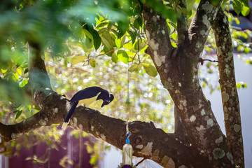 Plush-crested jay (Cyanocorax chrysops) in a tree