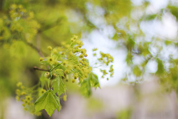 branch of a green blossoming tree in spring